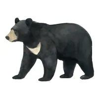 ツキノワグマのイラスト