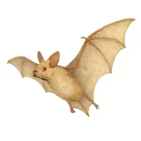 コウモリのイラスト