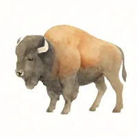 バイソンのイラスト