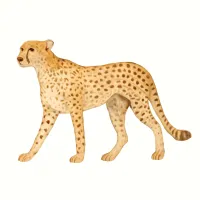 チーターのイラスト