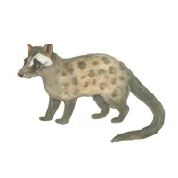 ジャコウネコのイラスト