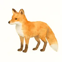 キタキツネのイラスト