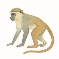 オナガザルのイラスト