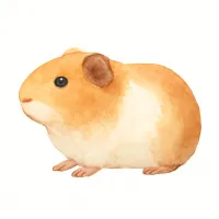 モルモットのイラスト