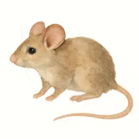 ハツカネズミのイラスト