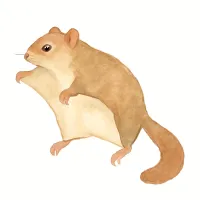 ムササビのイラスト