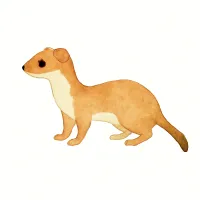 イイズナのイラスト