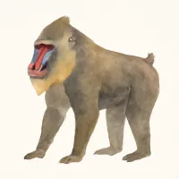 マンドリルのイラスト