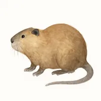ヌートリアのイラスト