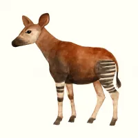 オカピのイラスト
