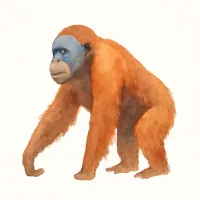オランウータンのイラスト
