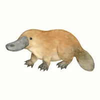 カモノハシのイラスト