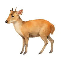 キョンのイラスト