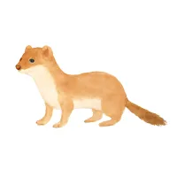 イタチのイラスト