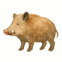 イノシシのイラスト