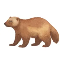 クズリのイラスト