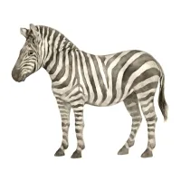 シマウマのイラスト