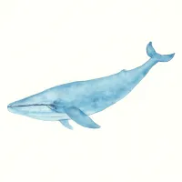 シロナガスクジラのイラスト