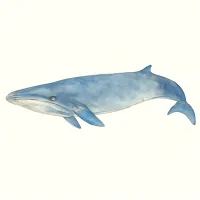 ナガスクジラのイラスト