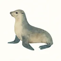 オットセイのイラスト