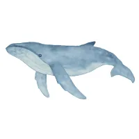 ザトウクジラのイラスト