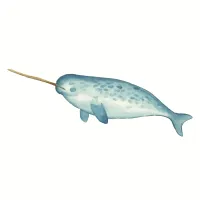 イッカクのイラスト