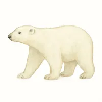 ホッキョクグマのイラスト