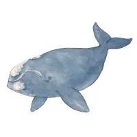 セミクジラのイラスト