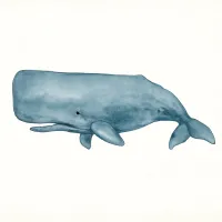 マッコウクジラのイラスト