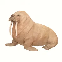 セイウチのイラスト