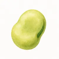 ソラマメのイラスト