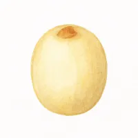 ハスのイラスト