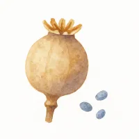 ケシのイラスト