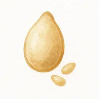 ゴマのイラスト
