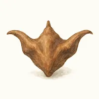 ヒシのイラスト