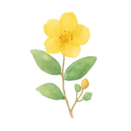 キンシバイのイラスト