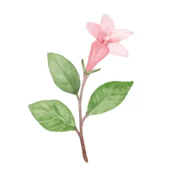 アベリアのイラスト