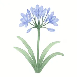 アガパンサスのイラスト