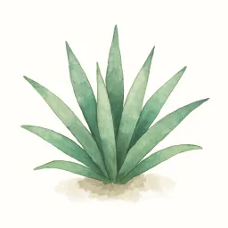 アガベのイラスト