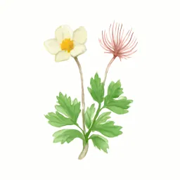 チングルマのイラスト
