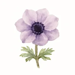アネモネのイラスト