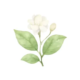 マツリカのイラスト