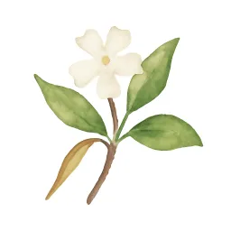 テイカカズラのイラスト
