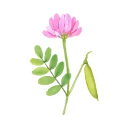 ゲンゲのイラスト