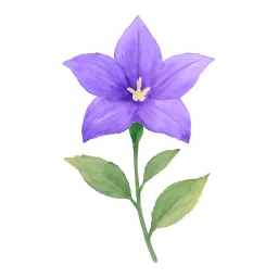 キキョウのイラスト