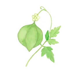 フウセンカズラのイラスト