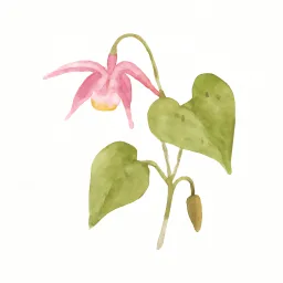 イカリソウのイラスト