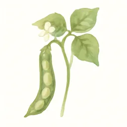 マメのイラスト
