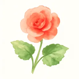 ベゴニアのイラスト