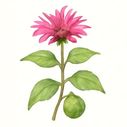 ベルガモットのイラスト